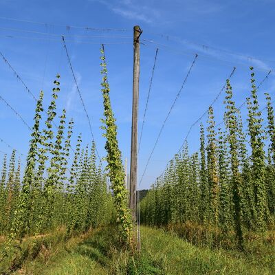 Verschiedene Hopfenpflanzen 