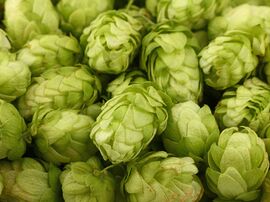 Hopfen 